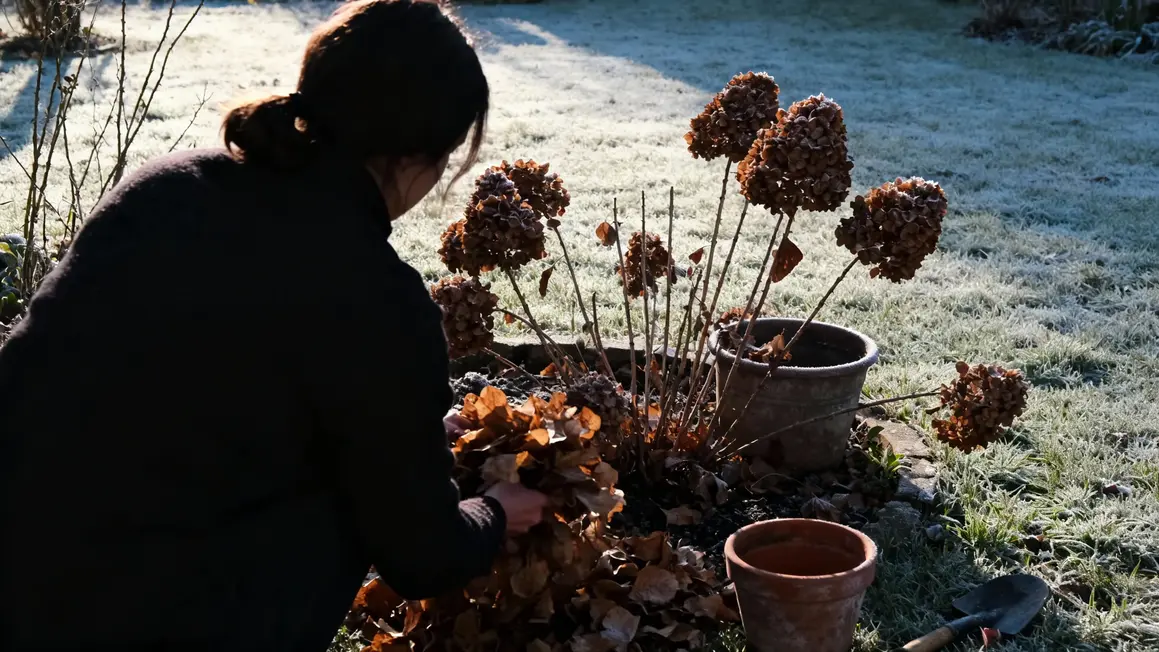 femme paillage hortensias feuilles mortes hiver
