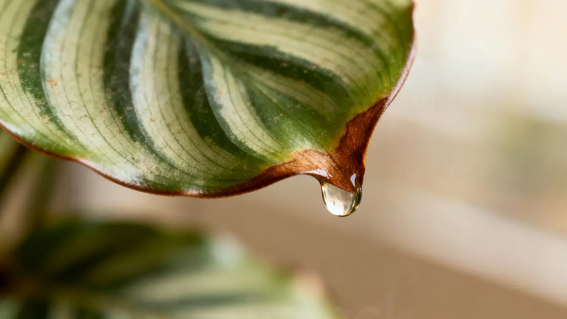 feuille calathea brunie air sec macro