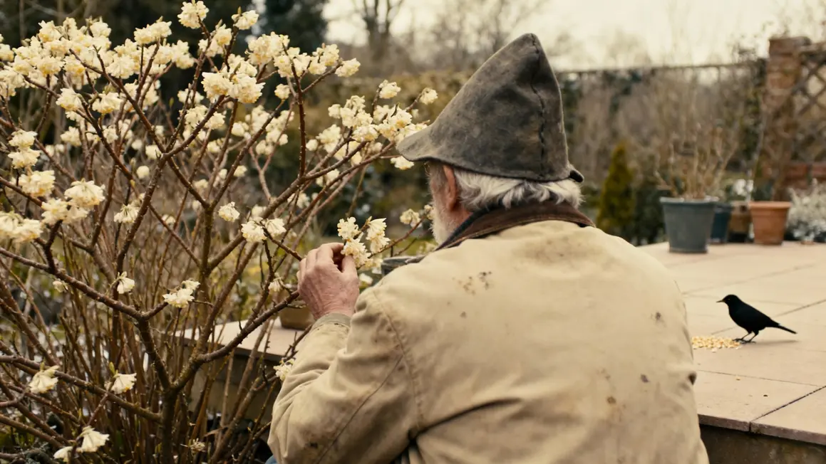 Homme âgé sentant arbuste fleuri au jardin d'hiver