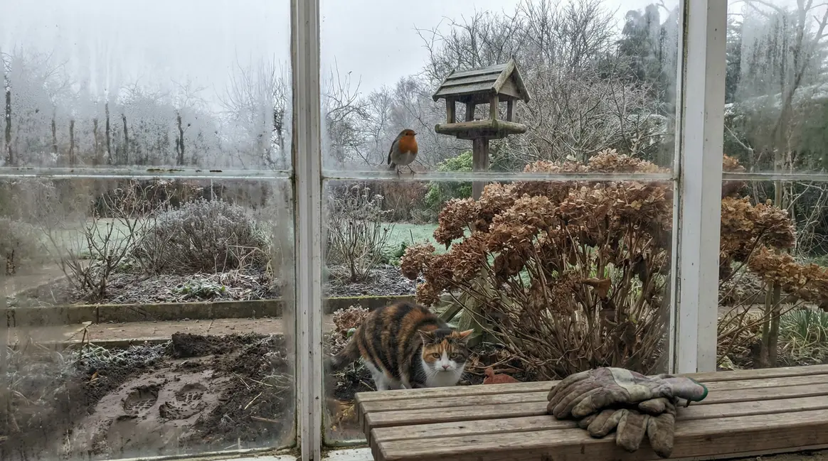 chat cache mangeoire jardin hiver traces terre