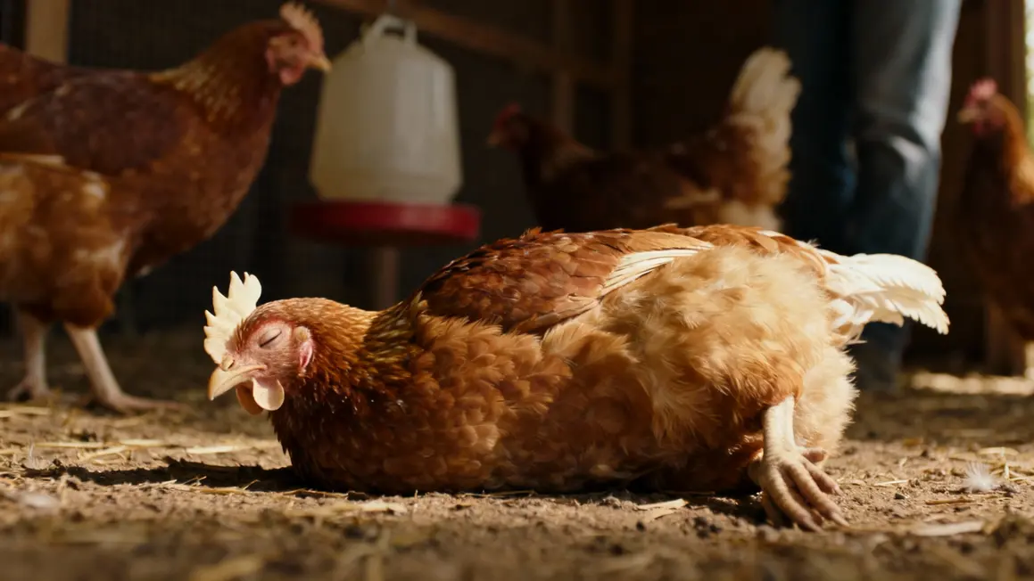 poule plumage gonflé crête pâle yeux mi-clos