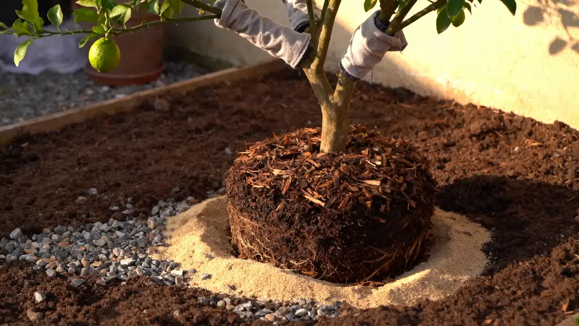 Conseils planter yuzu sol drainage hiver