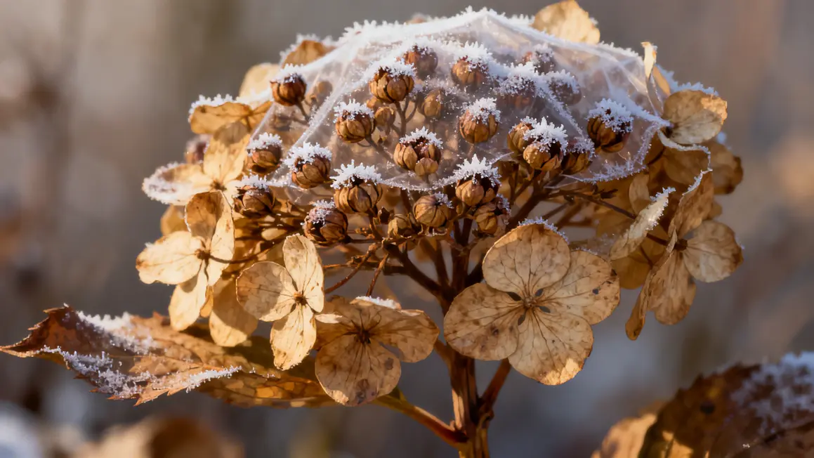 bourgeons hortensia protégés par fleurs fanées givrées
