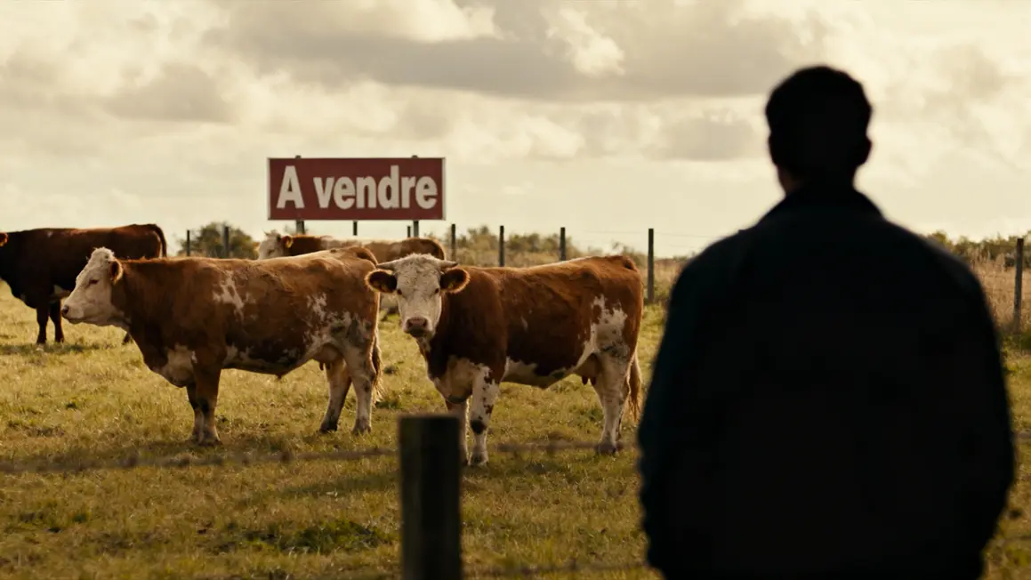 Cheptel vaches réduit crise veau France pré