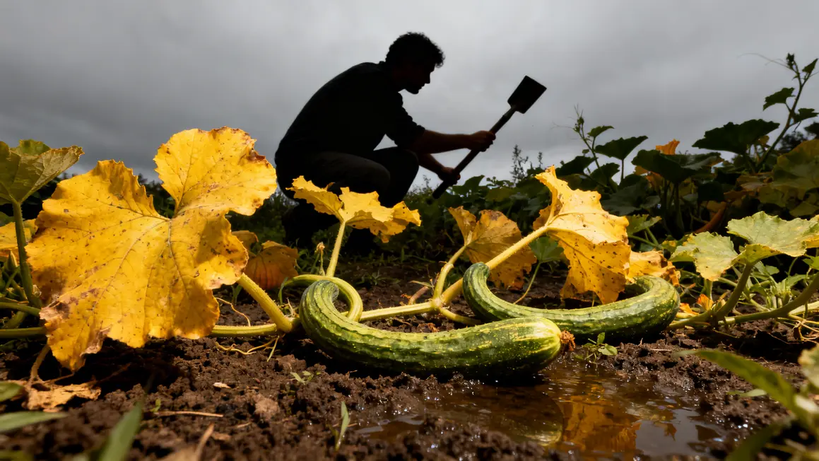 inspection feuilles jaunies courge concombre terre humide