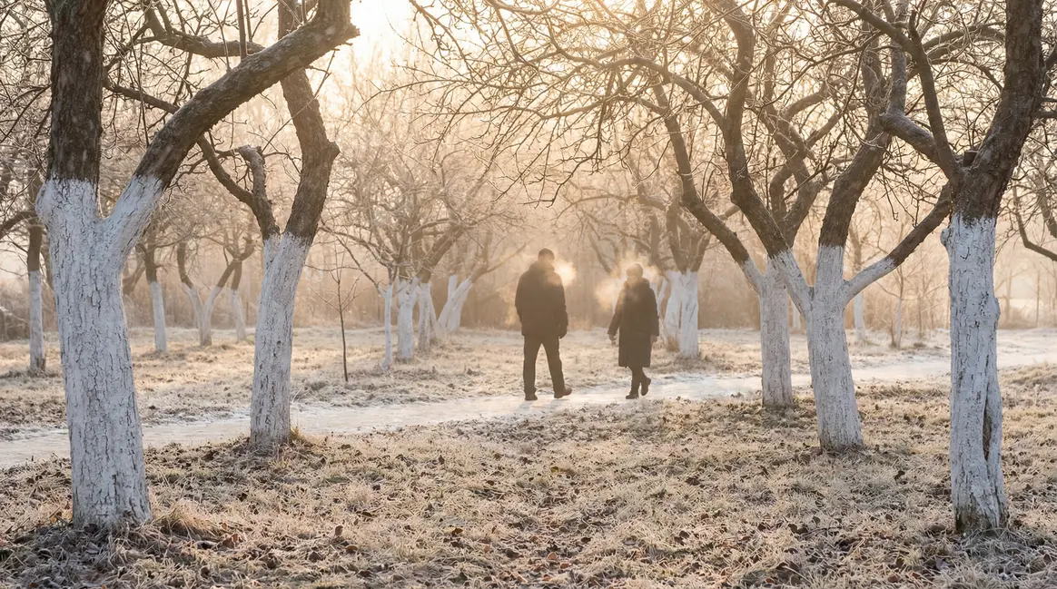 Verger de pommiers lait de chaux blanc matin froid