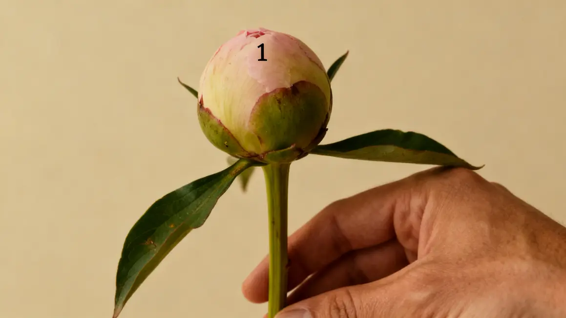 main coupant boutons secondaires pivoine tige