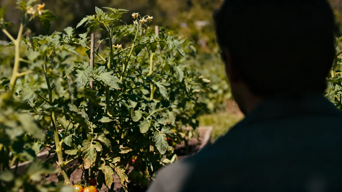 potager plants tomate feuillage fleurs rares