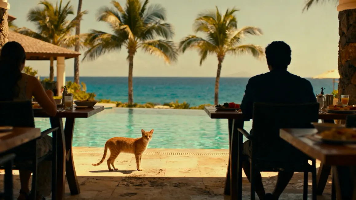 Chat roux amaigri près tables petit-déjeuner hôtel Caraïbes
